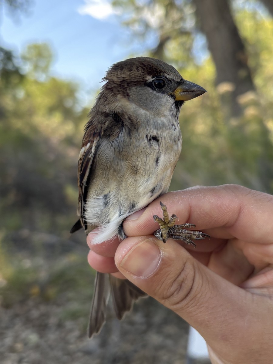 House Sparrow - ML643369499