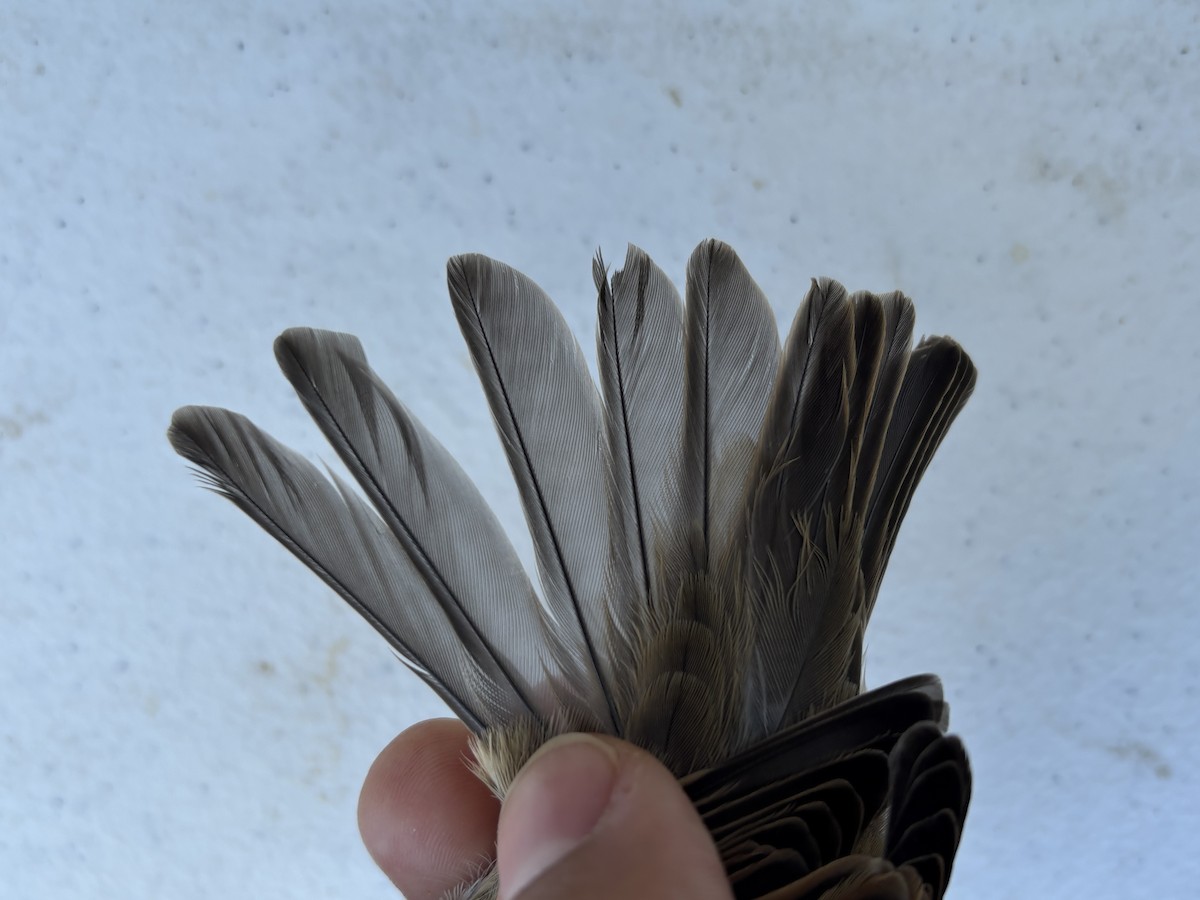House Sparrow - ML643369501