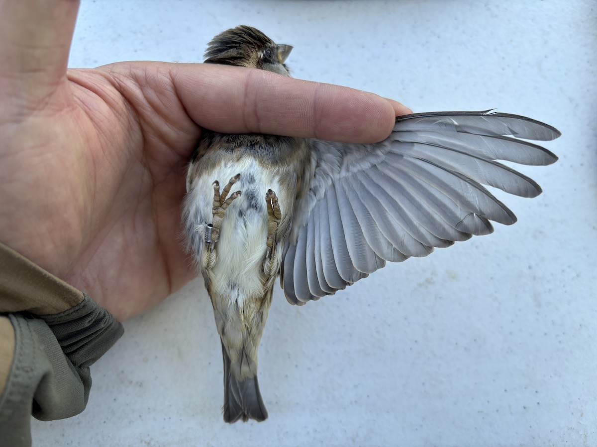 House Sparrow - ML643369502