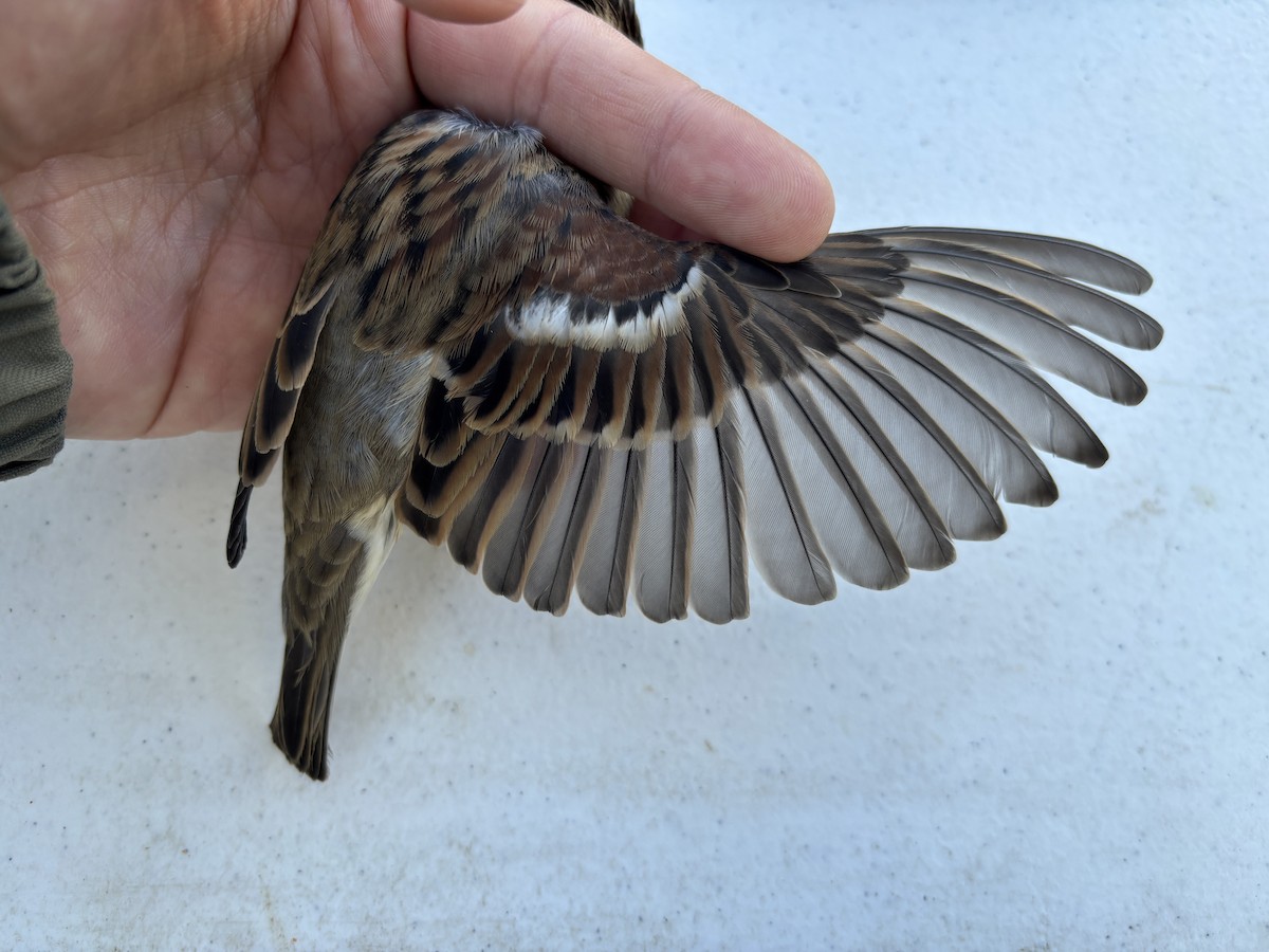 House Sparrow - ML643369503