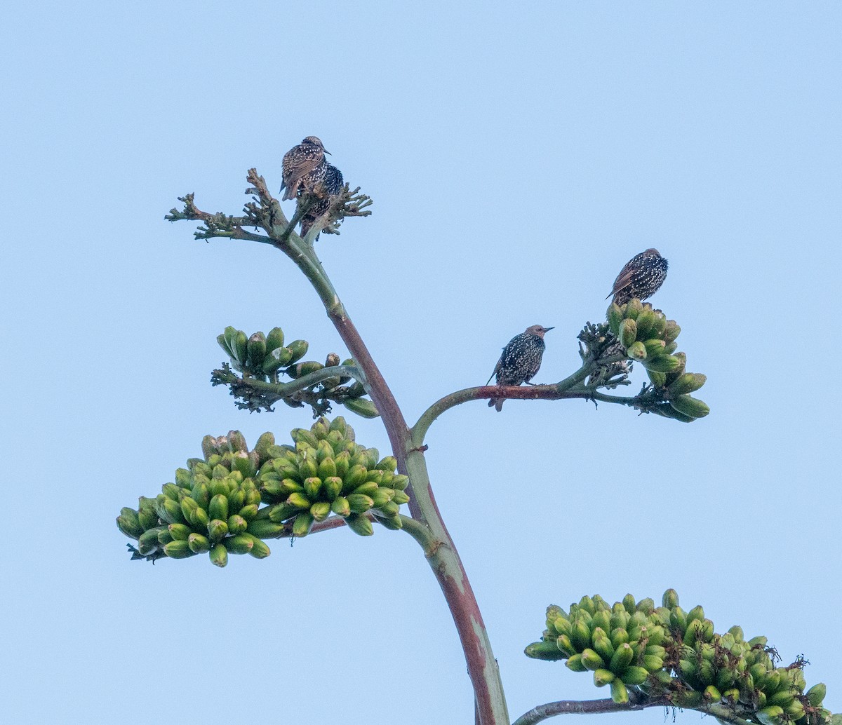 歐洲椋鳥 - ML643369507