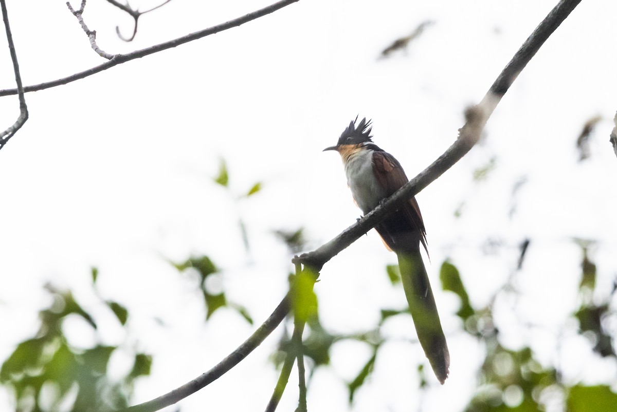 Chestnut-winged Cuckoo - ML643369509