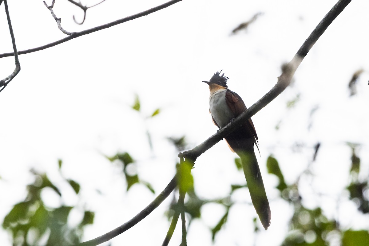 Chestnut-winged Cuckoo - ML643369510