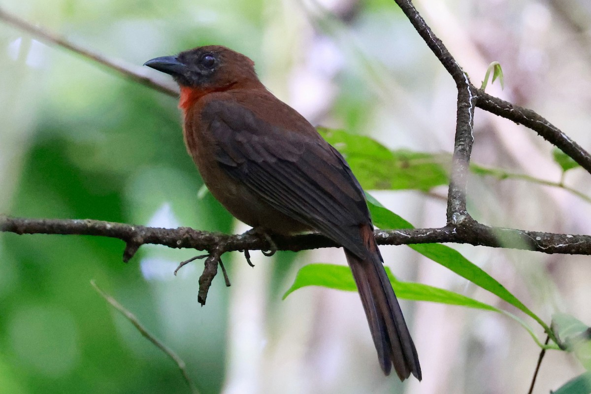 Red-throated Ant-Tanager - ML643369514