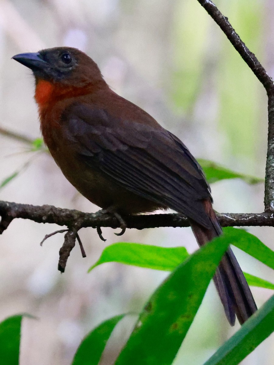 Red-throated Ant-Tanager - ML643369515