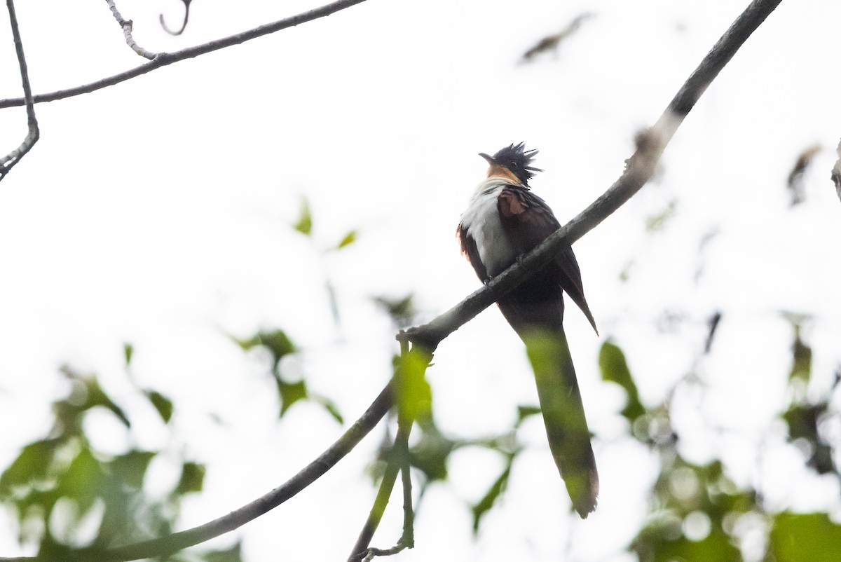 Chestnut-winged Cuckoo - ML643369518