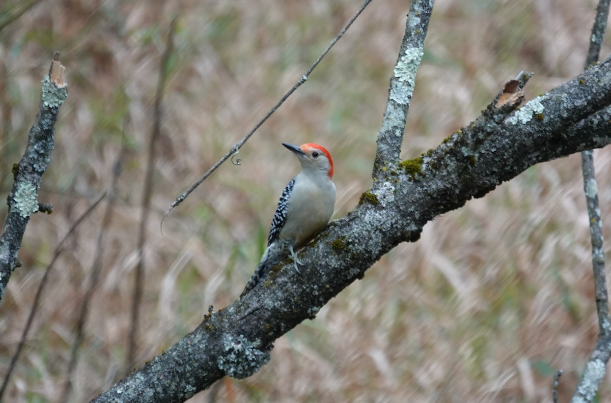 Red-bellied Woodpecker - ML643369524