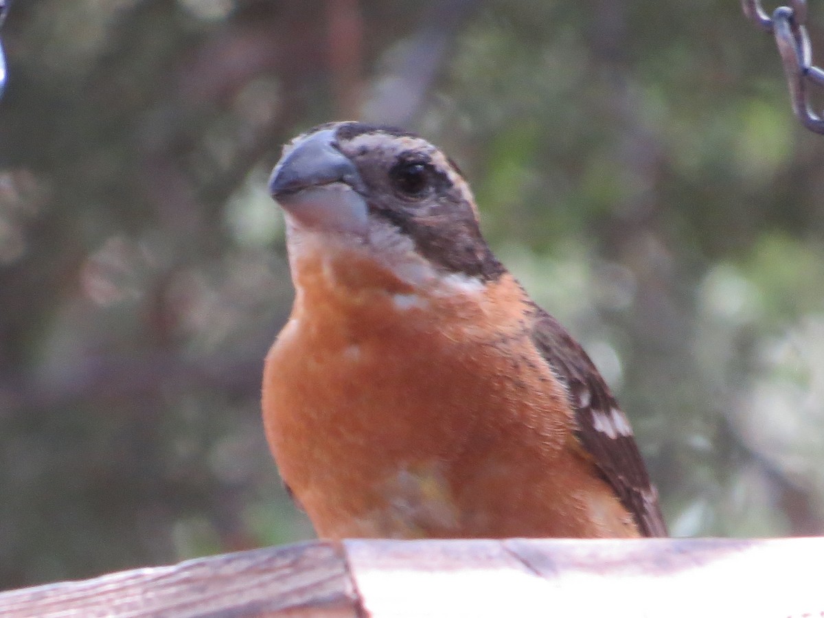 Black-headed Grosbeak - ML643369528