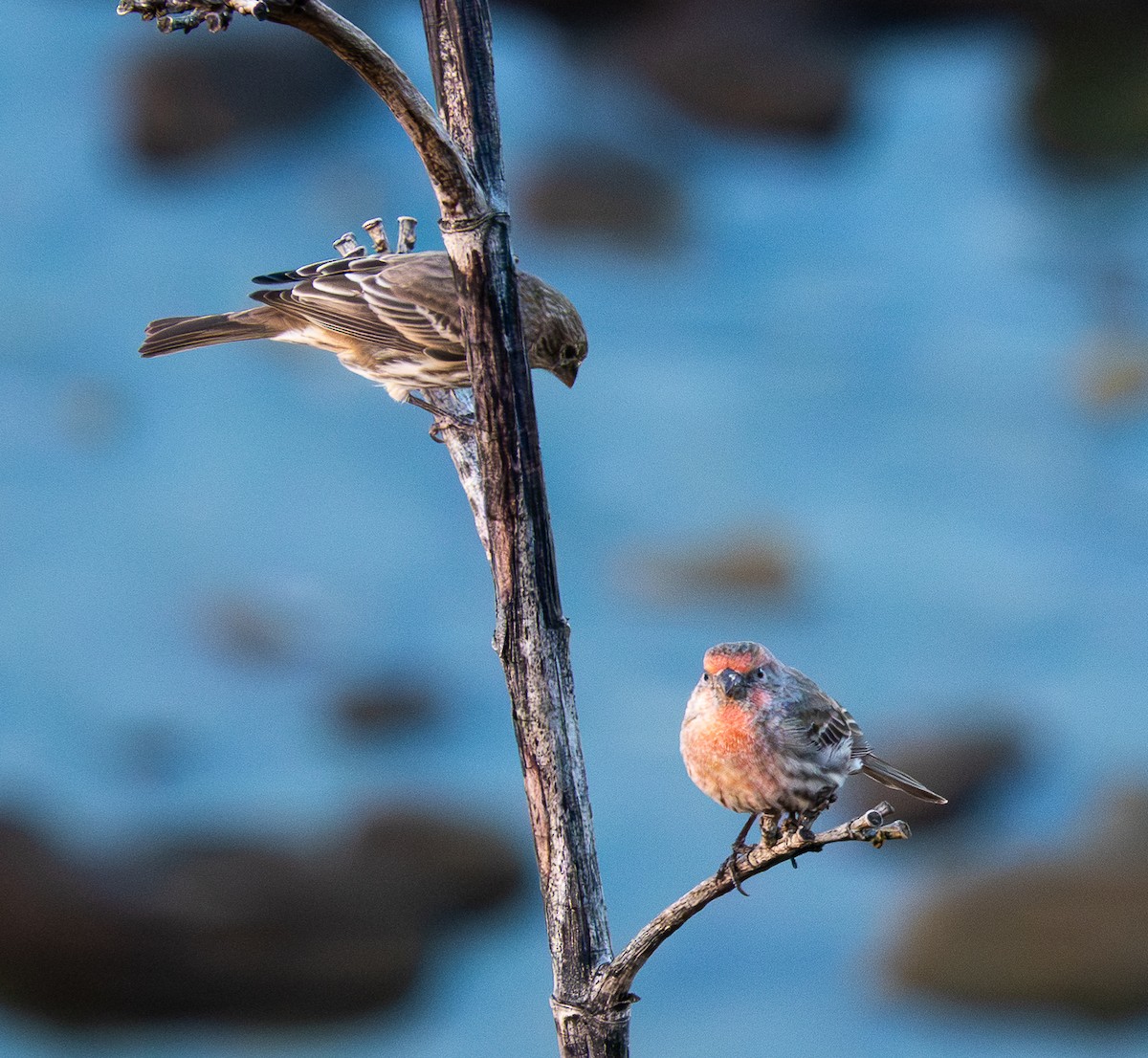 House Finch - ML643369529