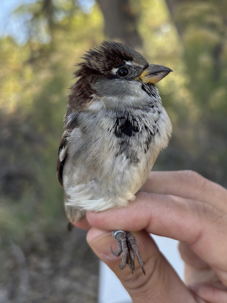 House Sparrow - ML643369559