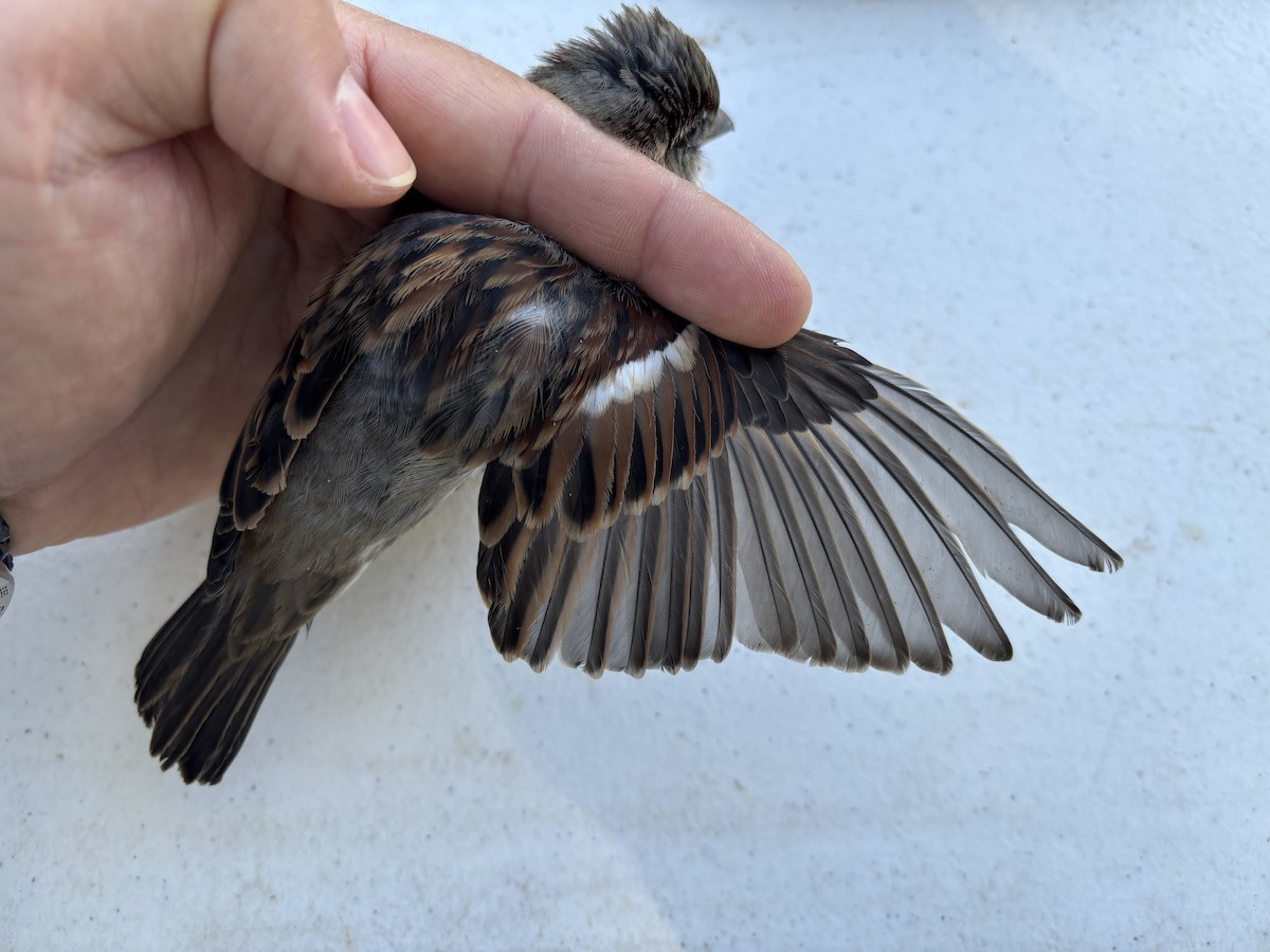 House Sparrow - ML643369561