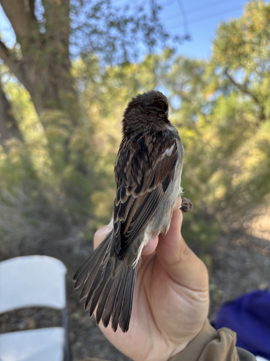 House Sparrow - ML643369562