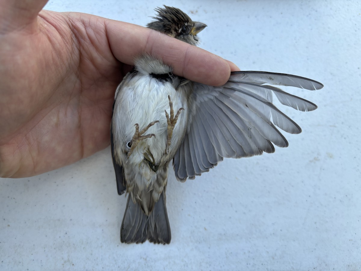 House Sparrow - ML643369563