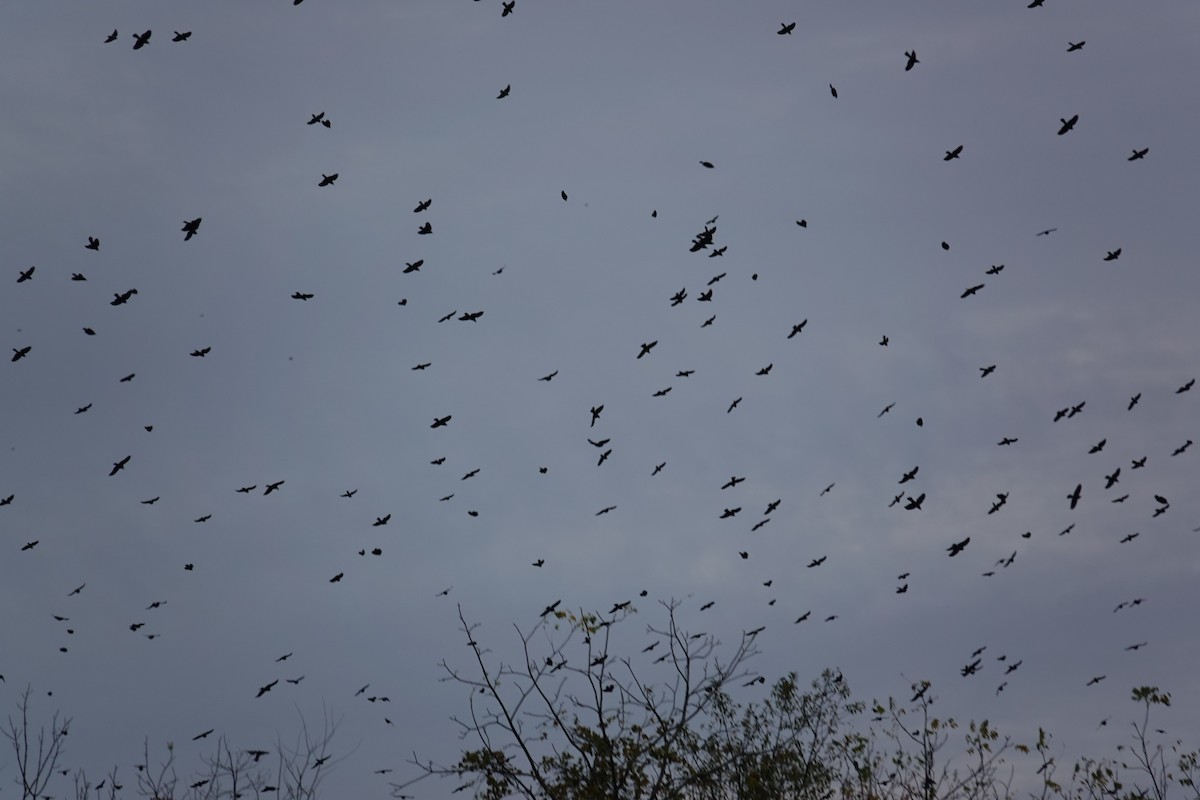 Common Grackle - ML643369567