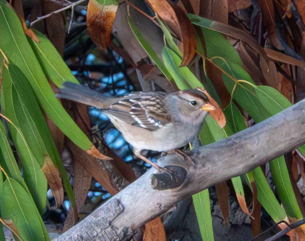 White-crowned Sparrow - ML643369582