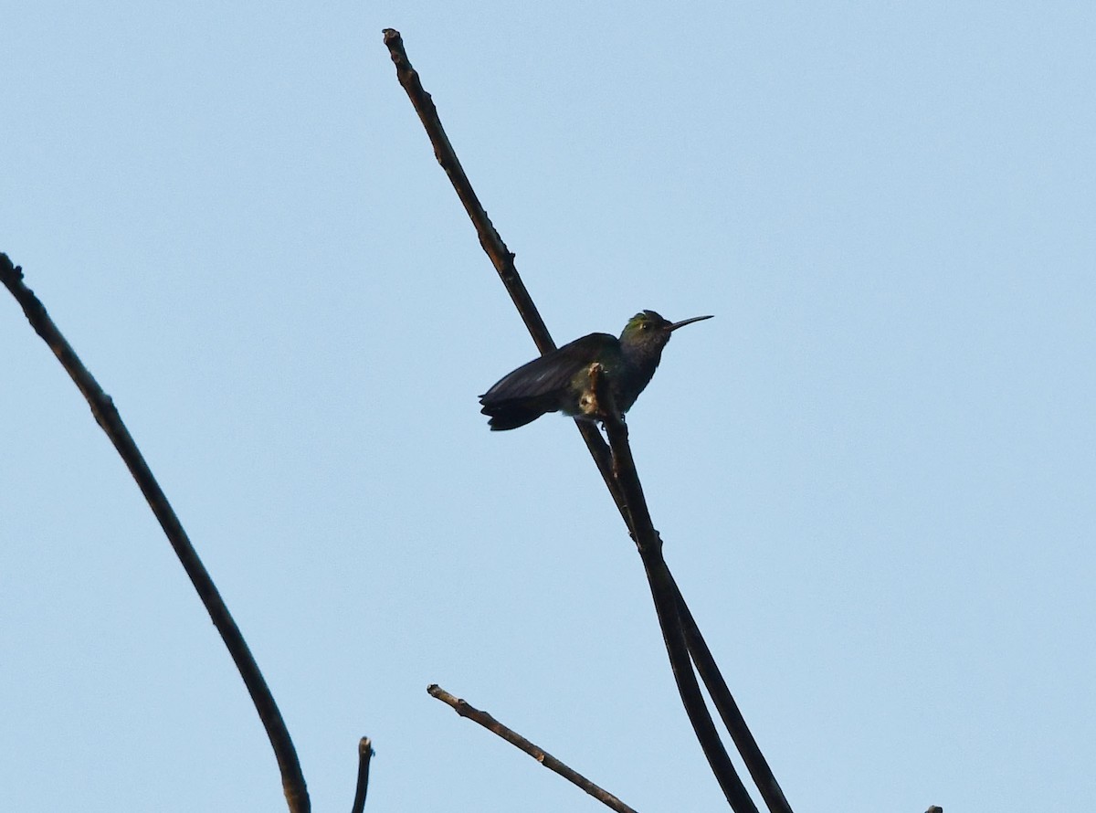 Glittering-throated Emerald - ML643369591