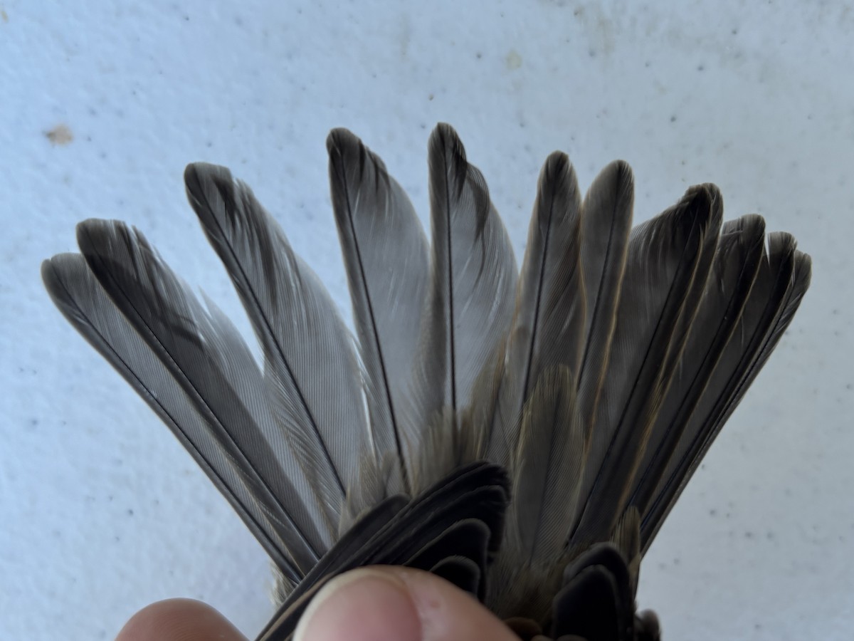 House Sparrow - ML643369602