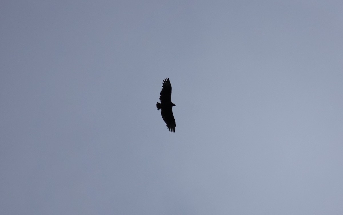 Black Vulture - ML643369604