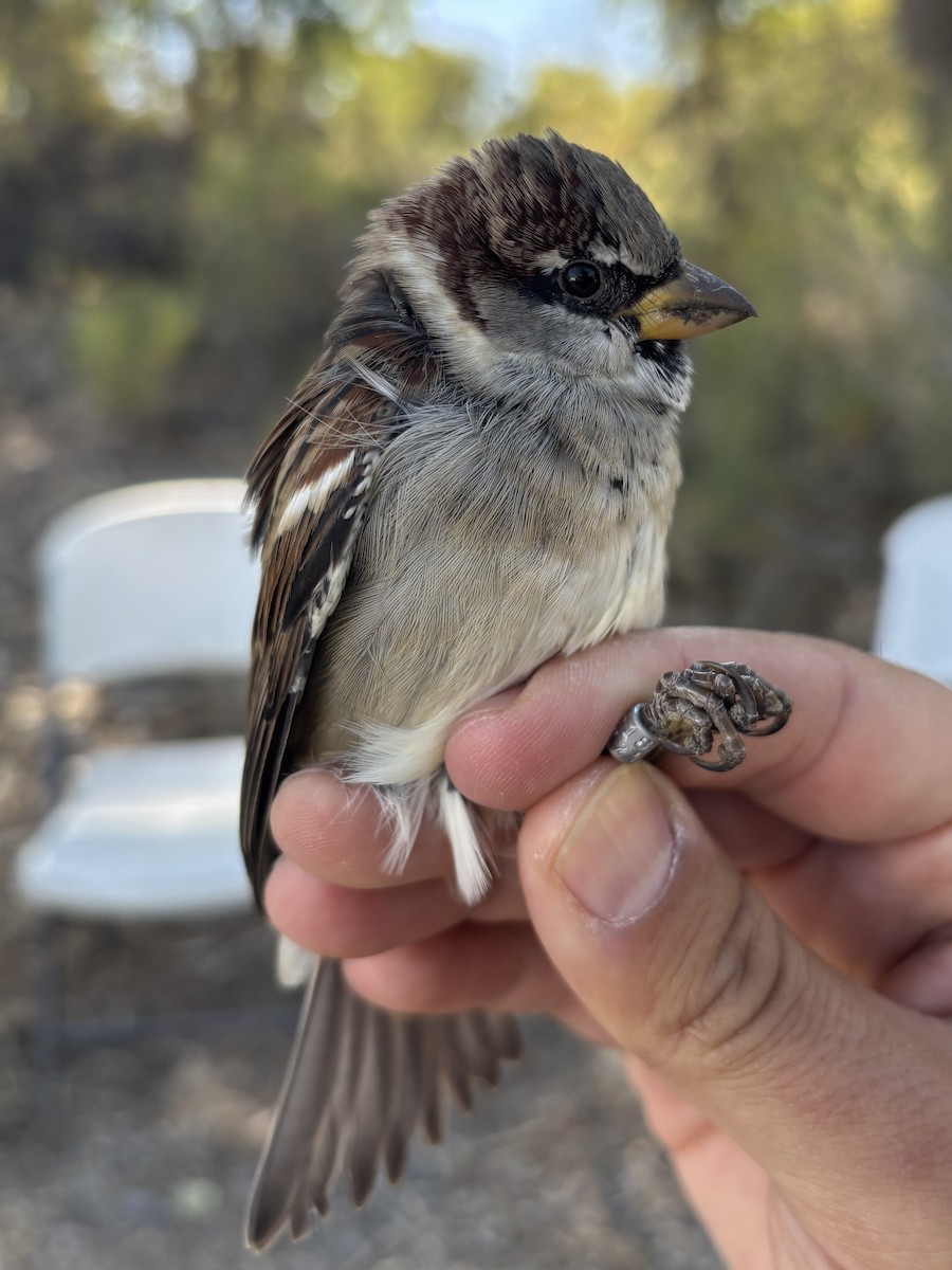 House Sparrow - ML643369607