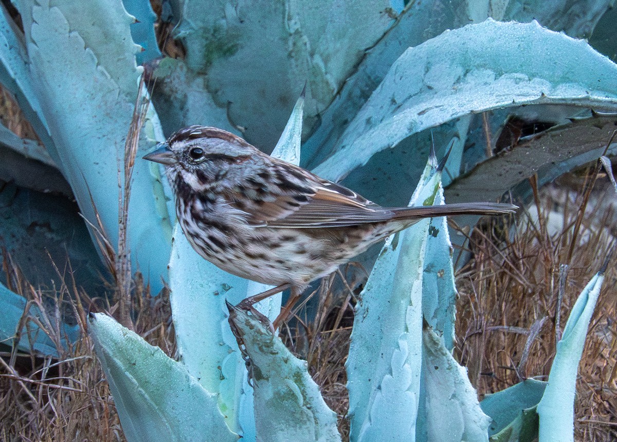 Song Sparrow - ML643369609