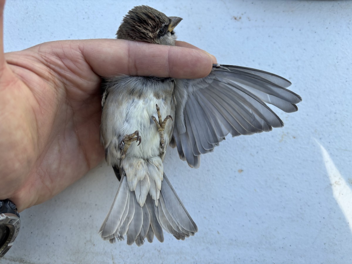 House Sparrow - ML643369610