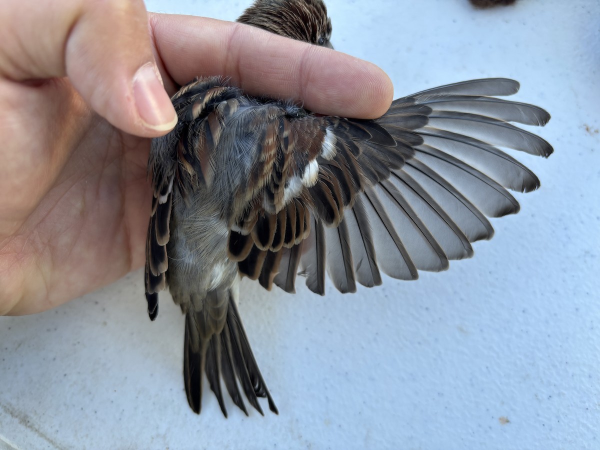 House Sparrow - ML643369611
