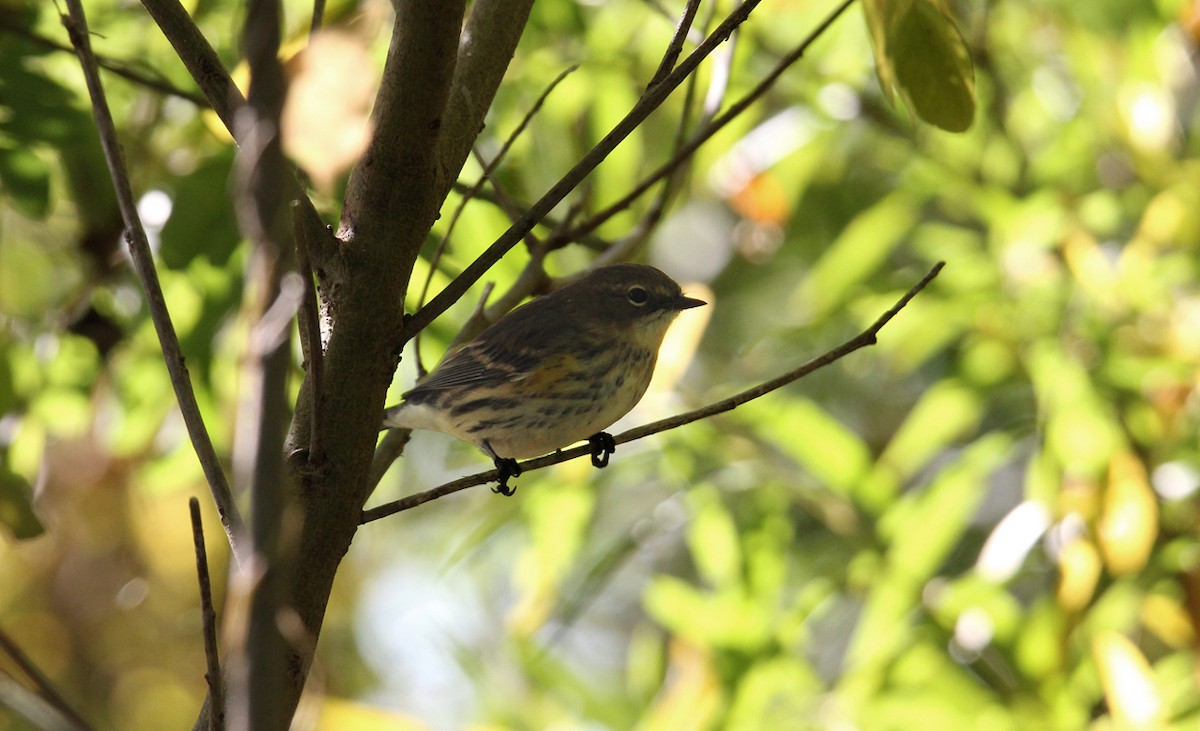 Yellow-rumped Warbler - ML643369638