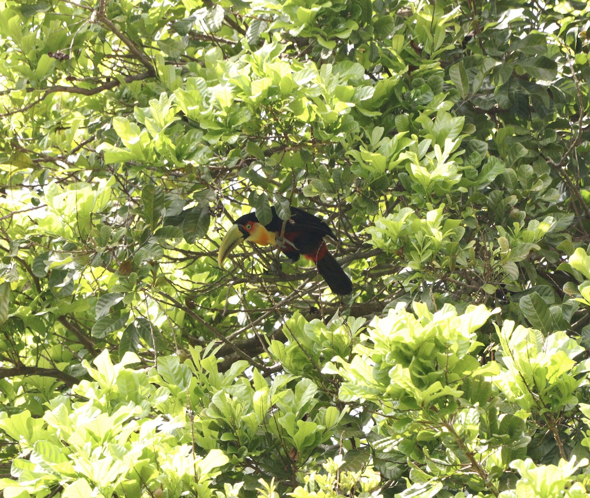 Red-breasted Toucan - ML643369645