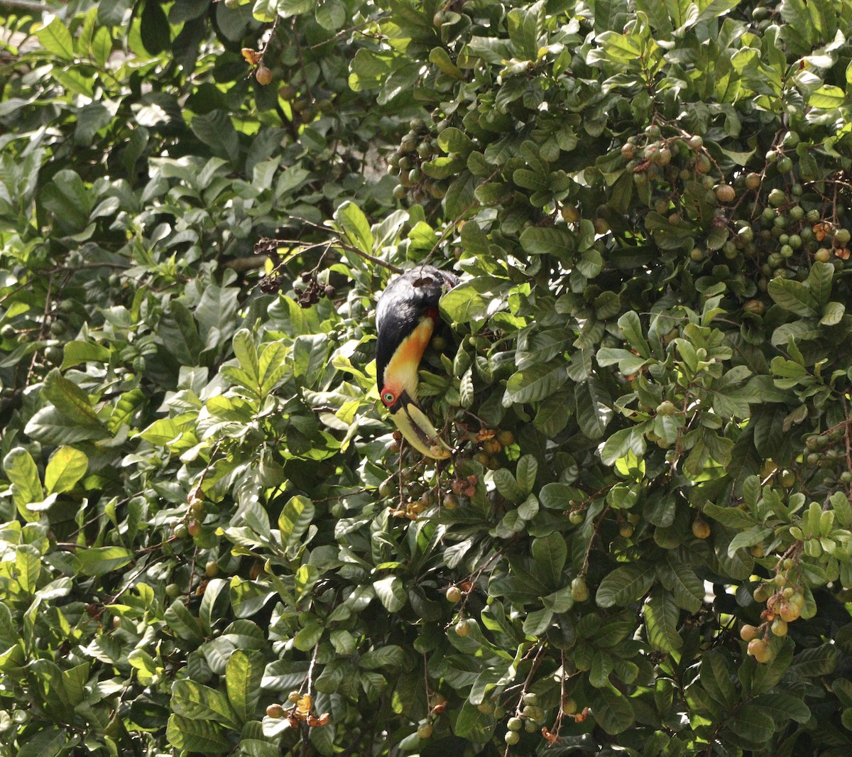 Red-breasted Toucan - ML643369646