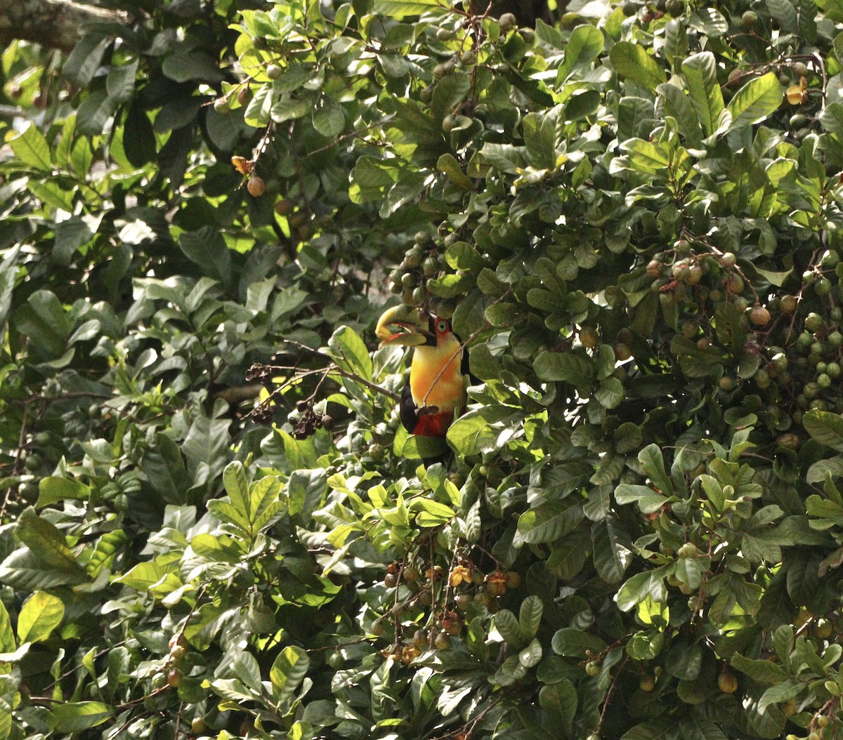Red-breasted Toucan - ML643369647