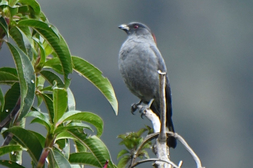 Red-crested Cotinga - ML643369656