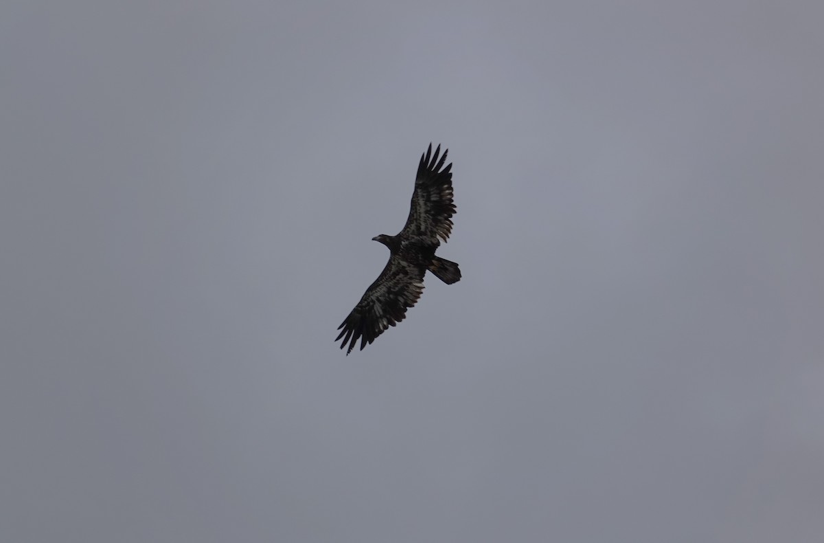 Bald Eagle - ML643369688