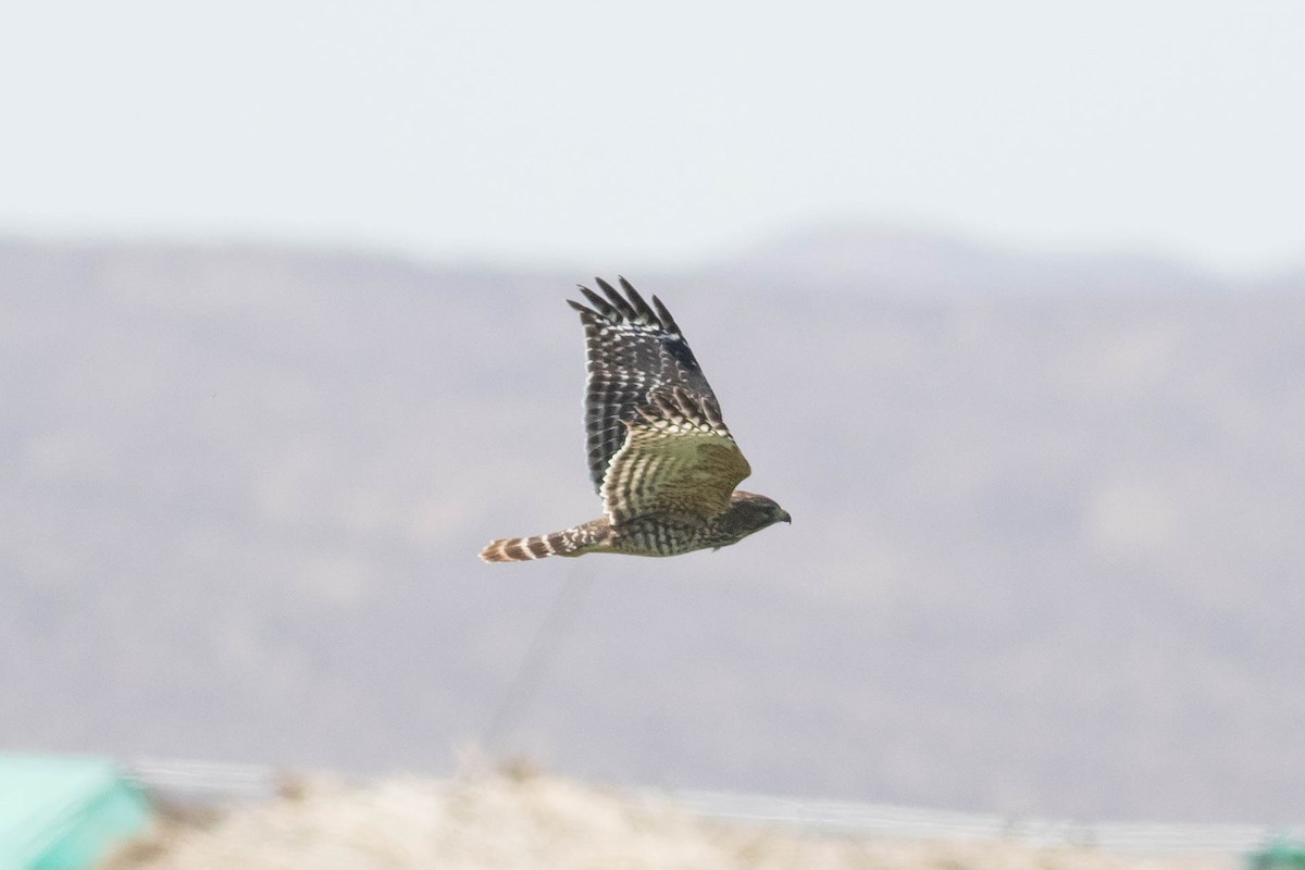 káně páskovaná - ML643369736