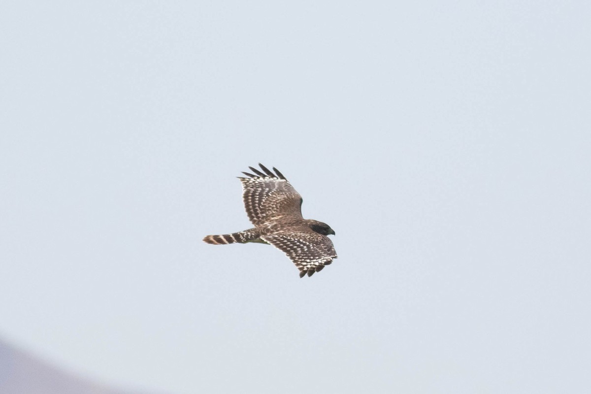 káně páskovaná - ML643369737