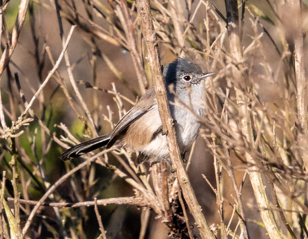 California Gnatcatcher - ML643369746