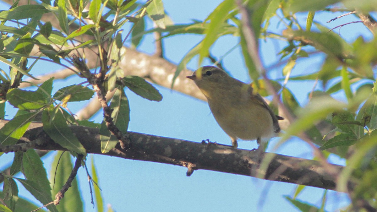 Wood Warbler - ML643369748