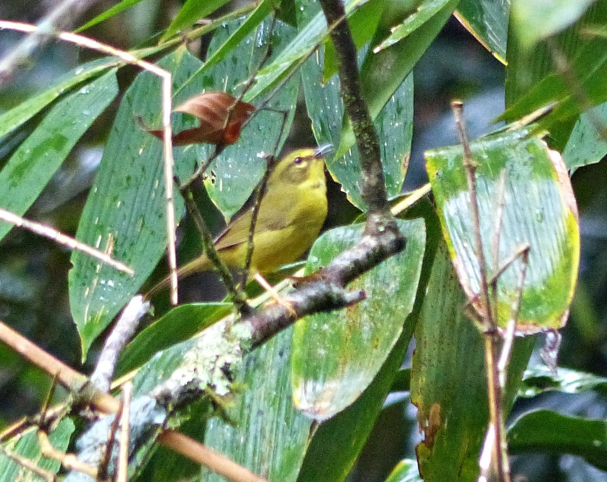 Two-banded Warbler - ML643369761