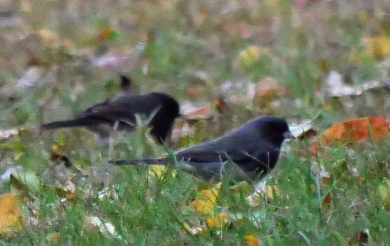 Dark-eyed Junco - ML643369816