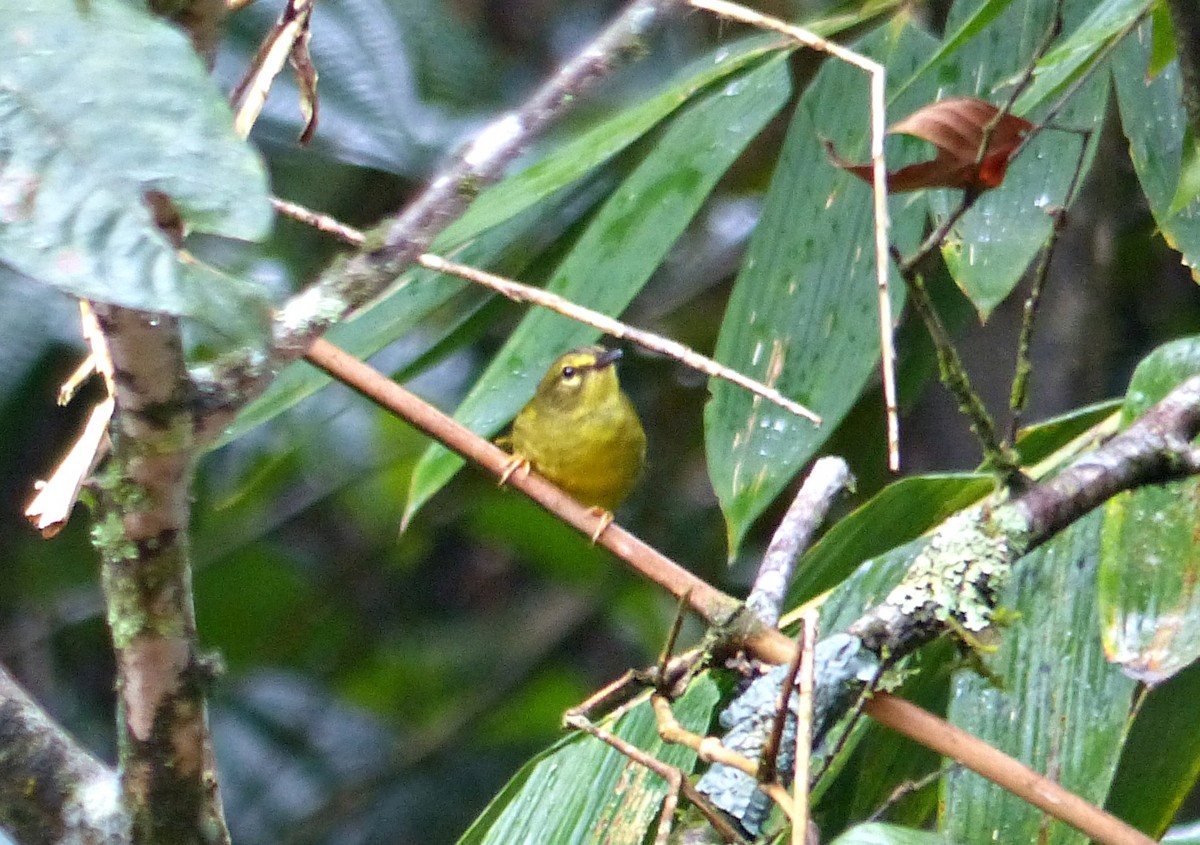 Two-banded Warbler - ML643369847