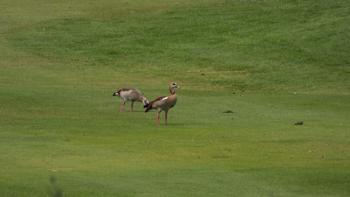 Egyptian Goose - ML643369850