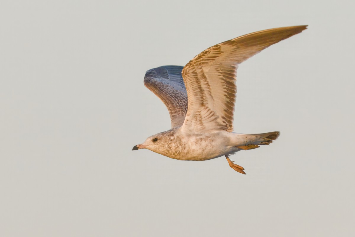 Ring-billed Gull - ML643369857