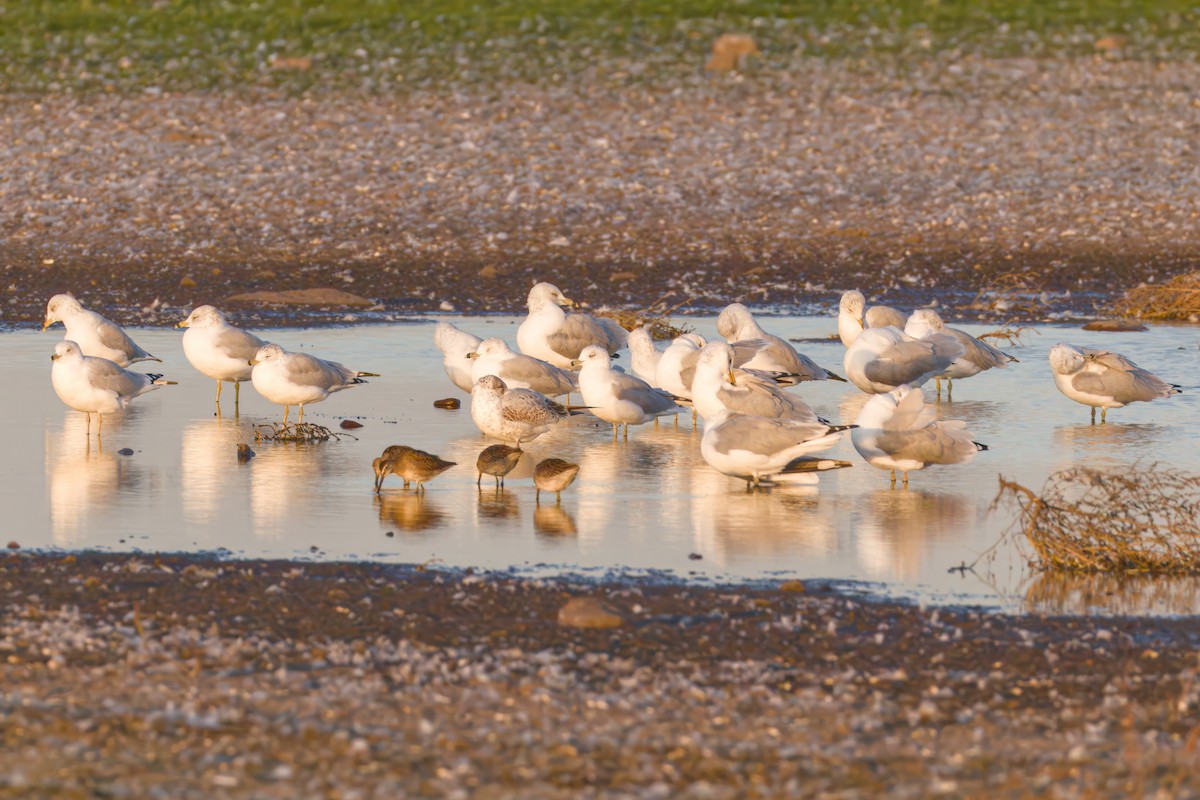 Ring-billed Gull - ML643369858