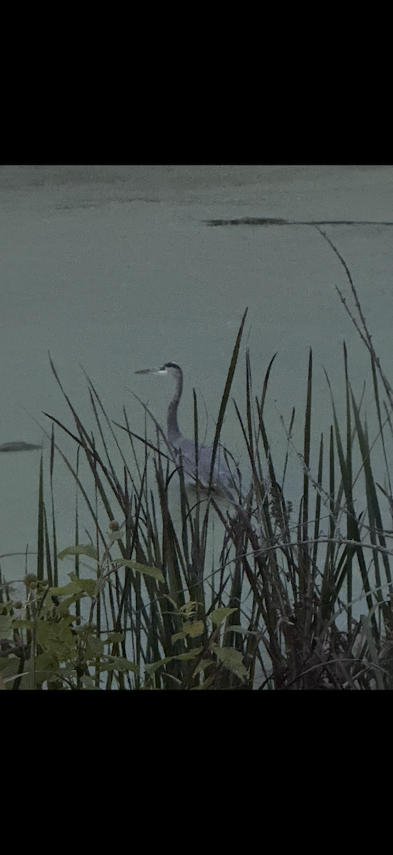 Great Blue Heron - ML643369885