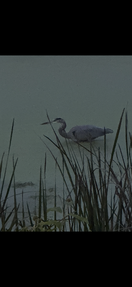Great Blue Heron - ML643369886