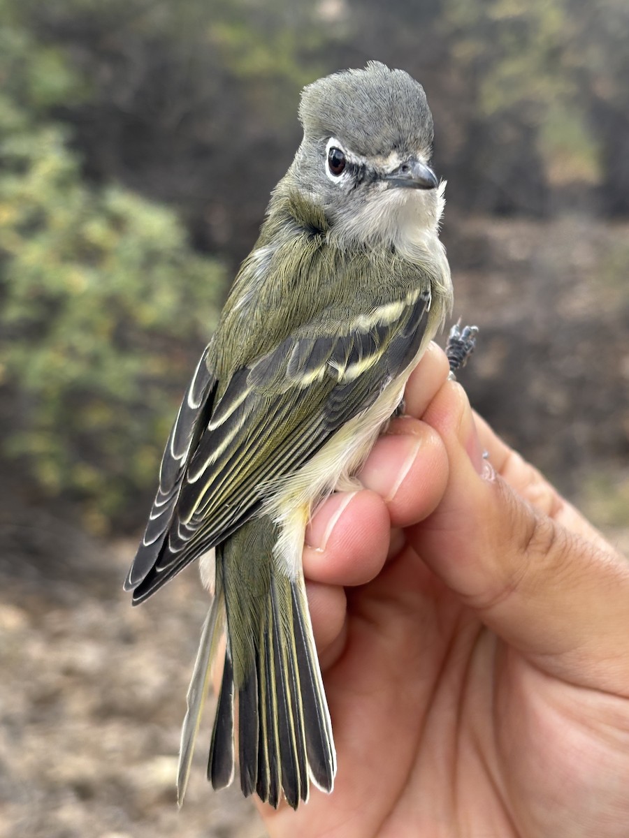 Cassin's Vireo - ML643369893