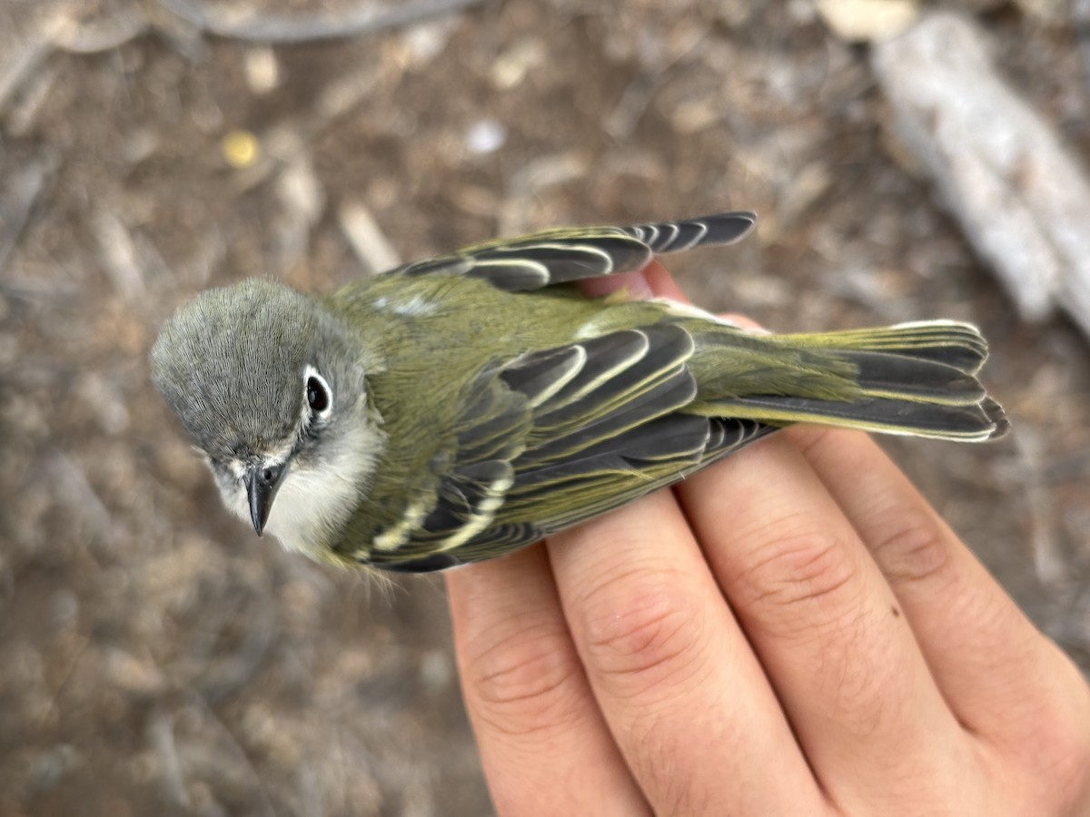 Cassin's Vireo - ML643369895