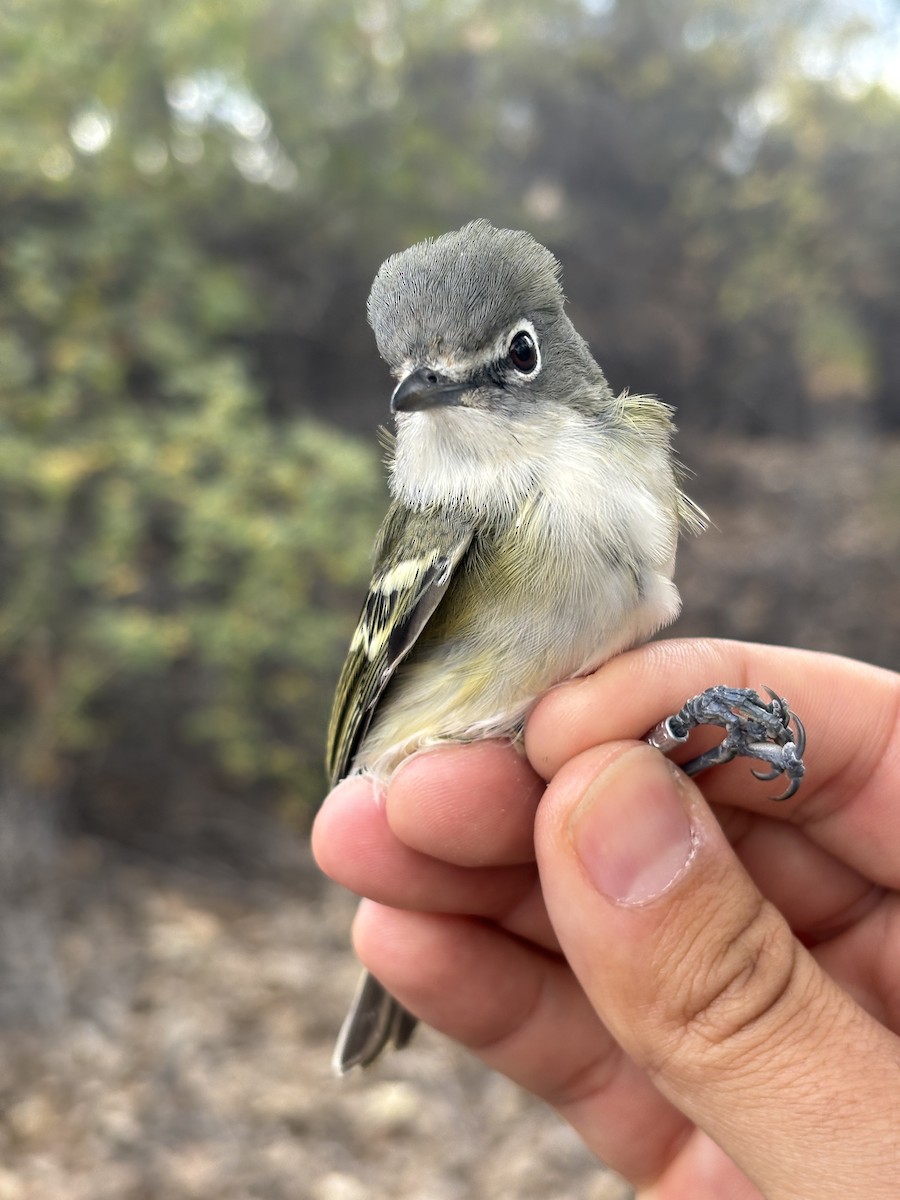 Cassin's Vireo - ML643369896