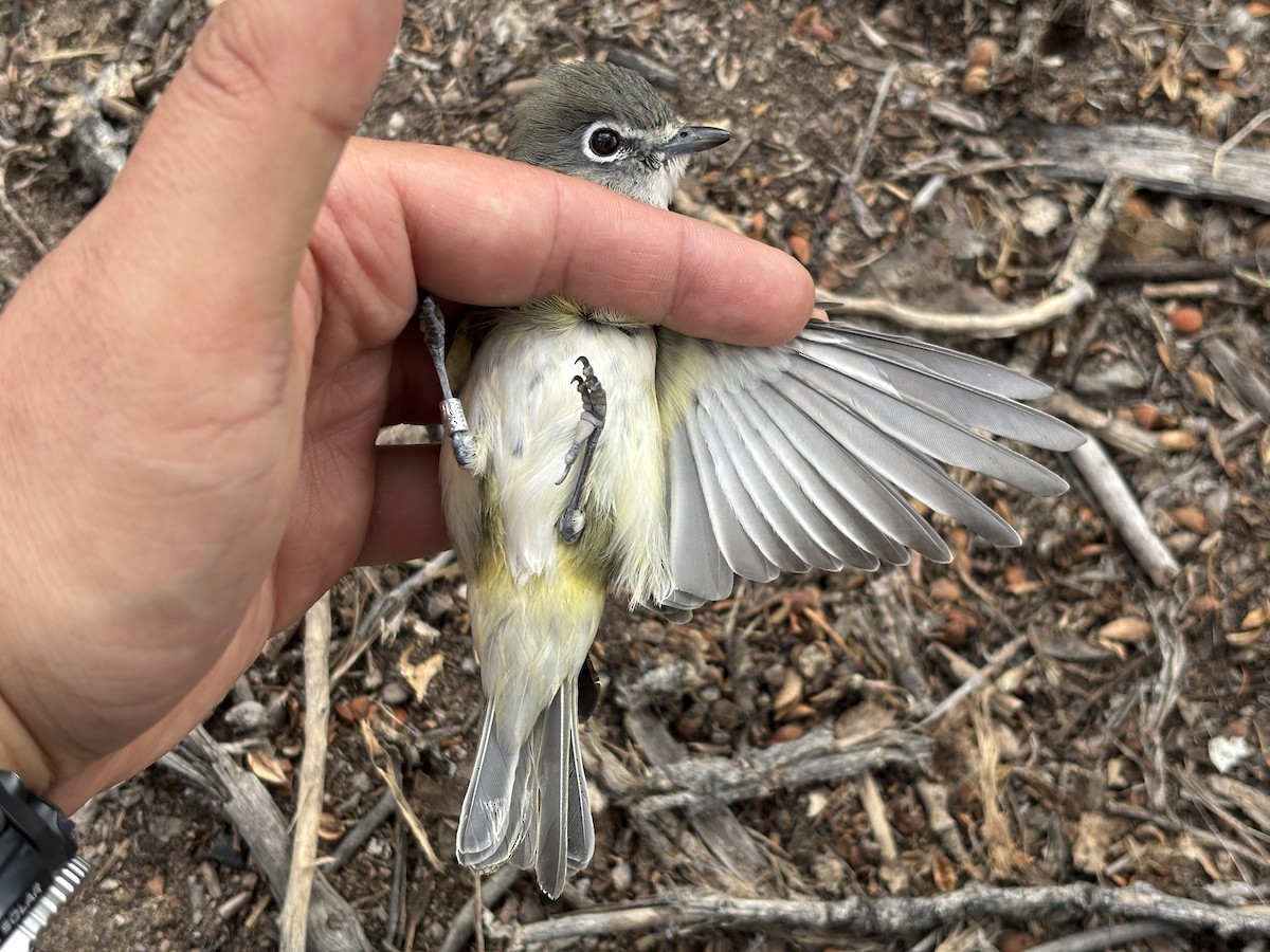Cassin's Vireo - ML643369897