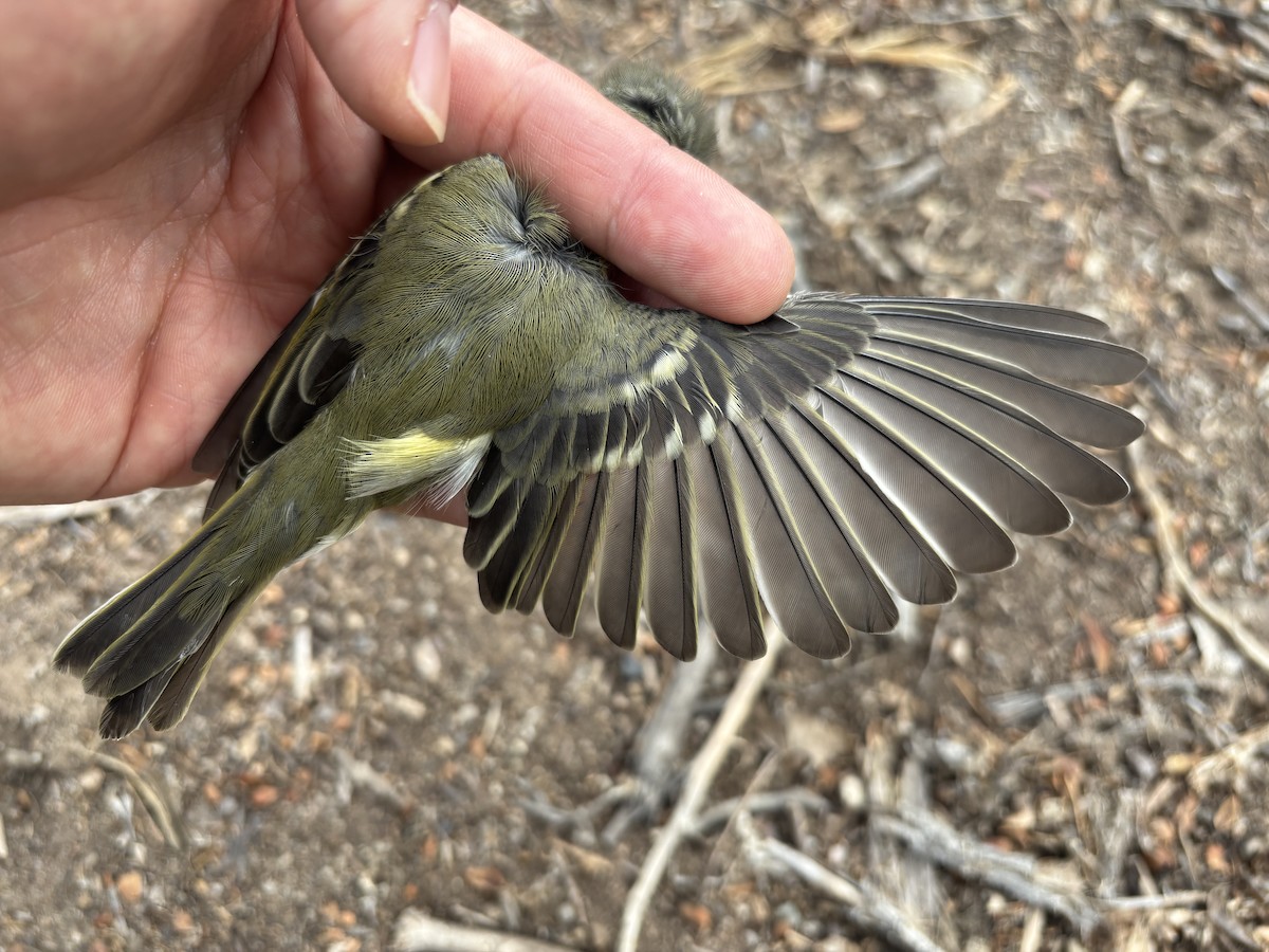 Cassin's Vireo - ML643369898