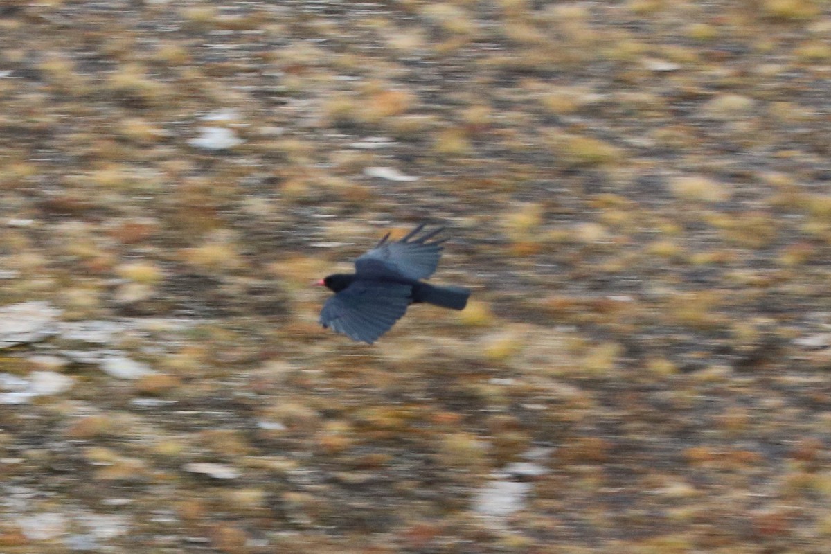 Red-billed Chough - ML643369899